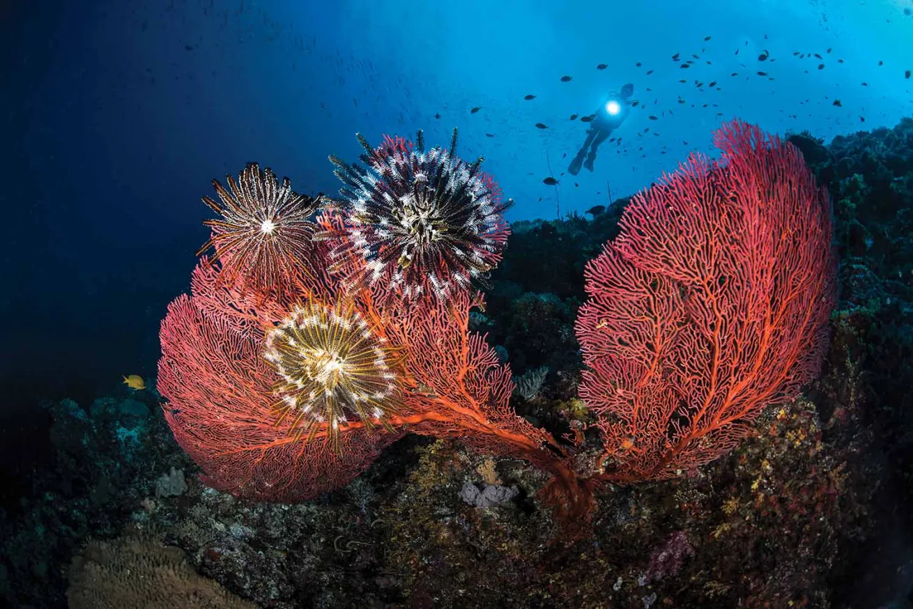 Crinoids and sea fans