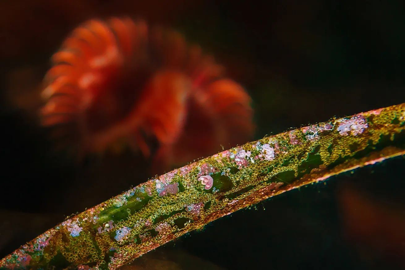 2019 Through Your Lens Honorable Mention