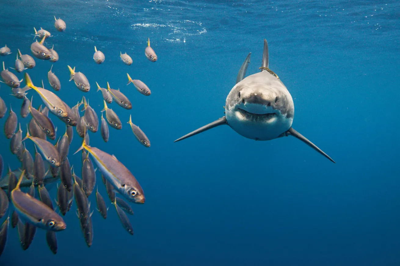 A great white shark off Guadalupe Island