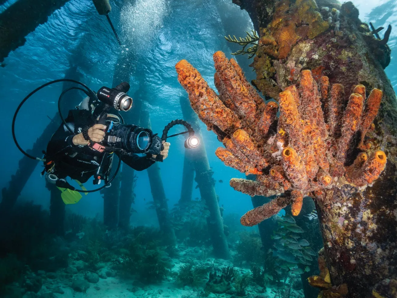 Marine Life Education at Buddy Dive