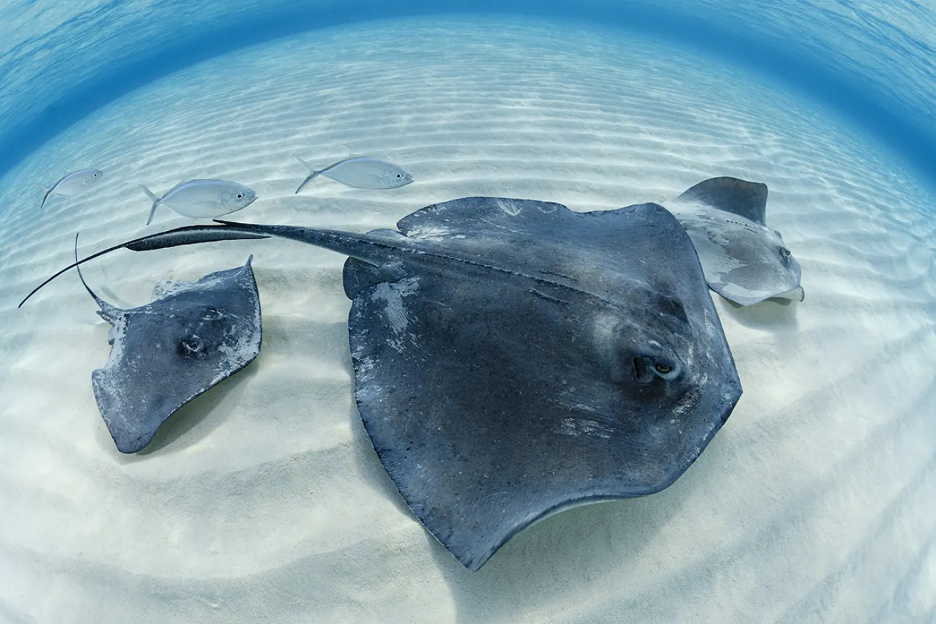 Grand Cayman Best Beginner Dive Destinations 