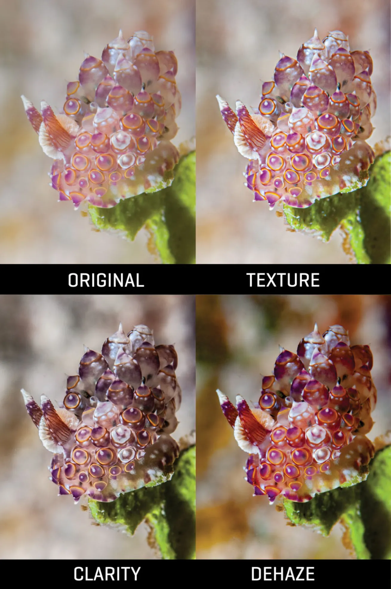 Imaging Plus Photoshop Tutorial 