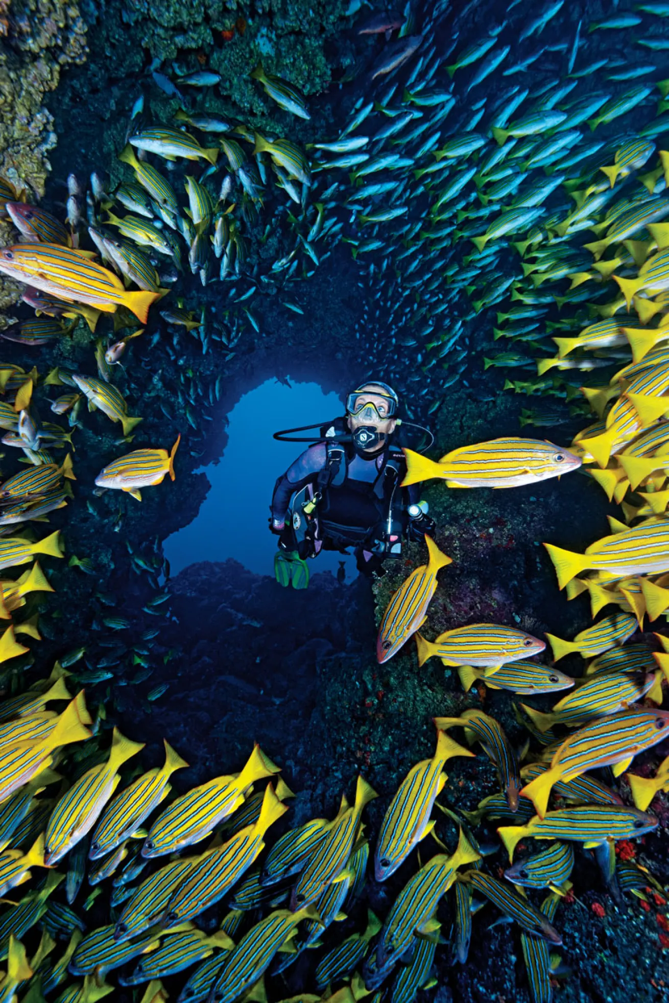 Snapper in Costa Rica