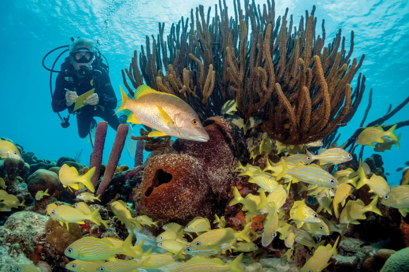 Fish ID Bonaire
