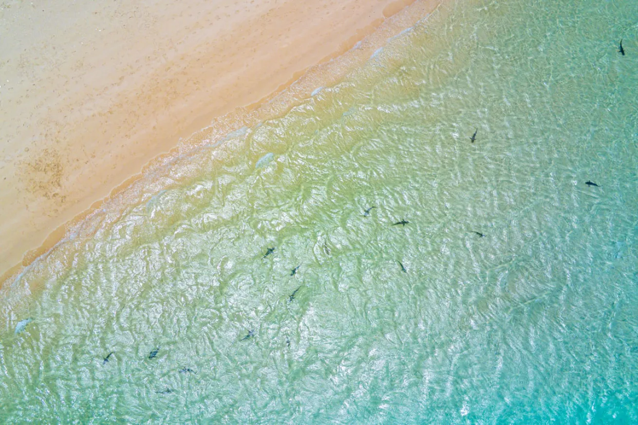 Reef Sharks Close to Shore