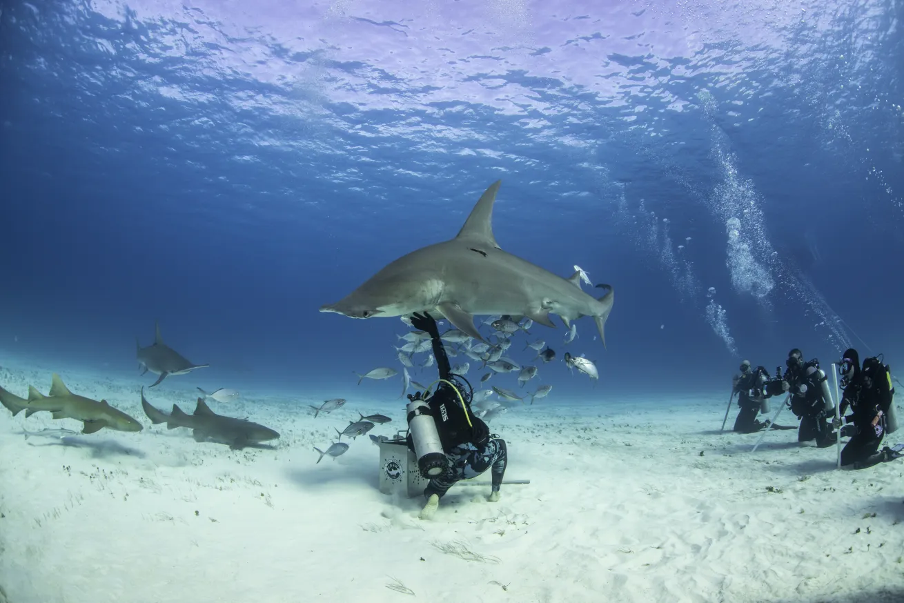 Bahamas Ministry of Tourism 