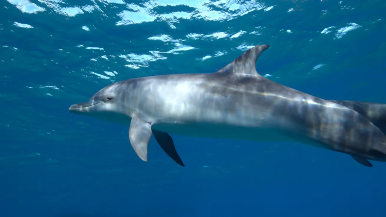 Bahamas Ministry of Tourism 