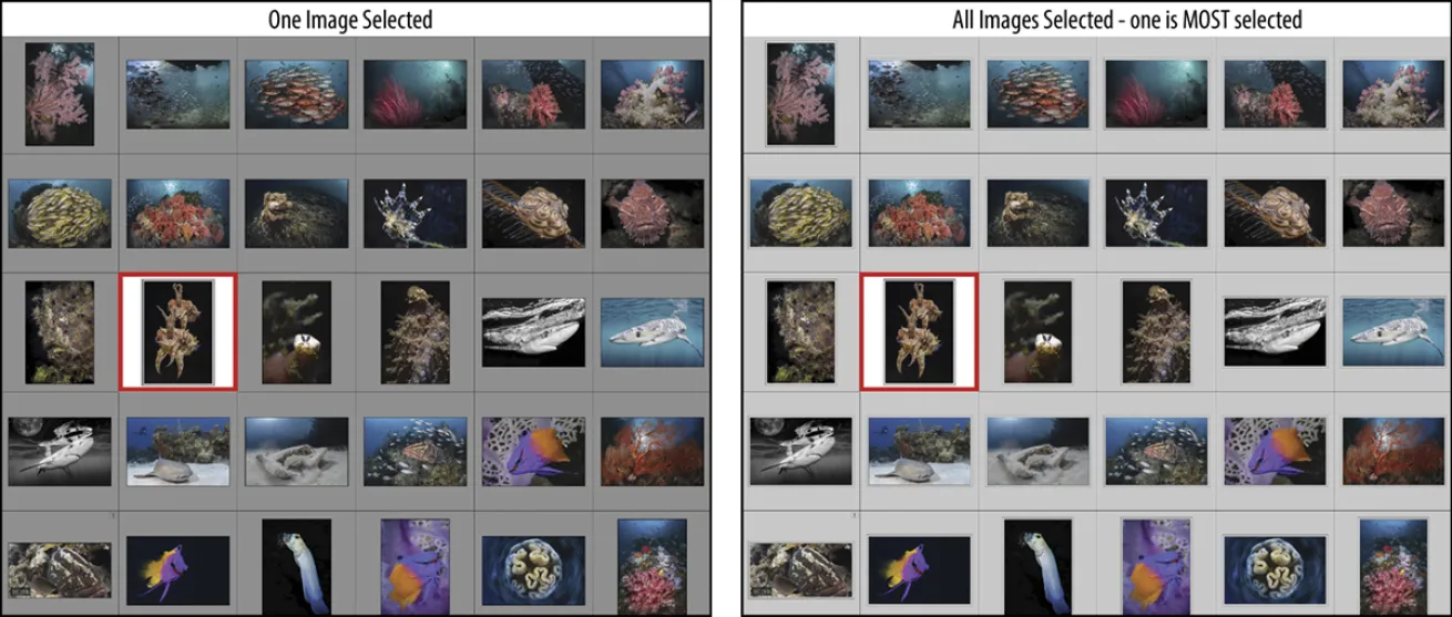 Lightroom Mistakes Selected Image