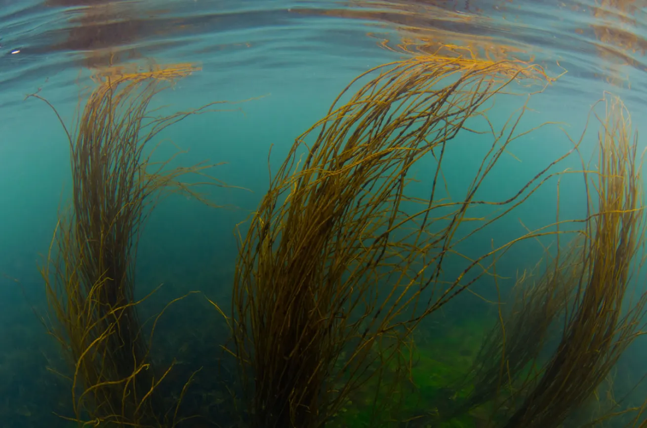 Scuba Diving Ireland
