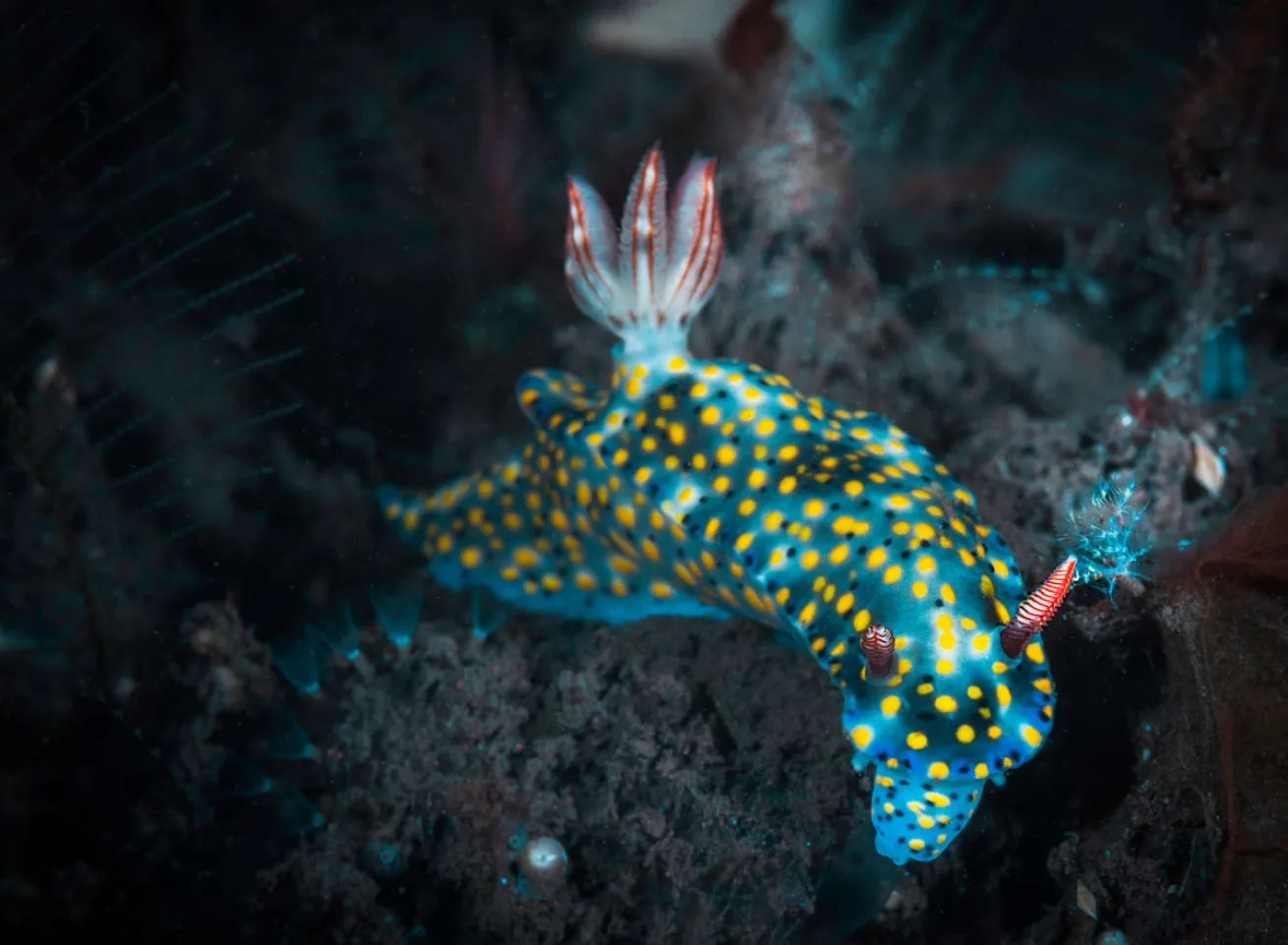 Nudibranch in Bali, Indonesia 