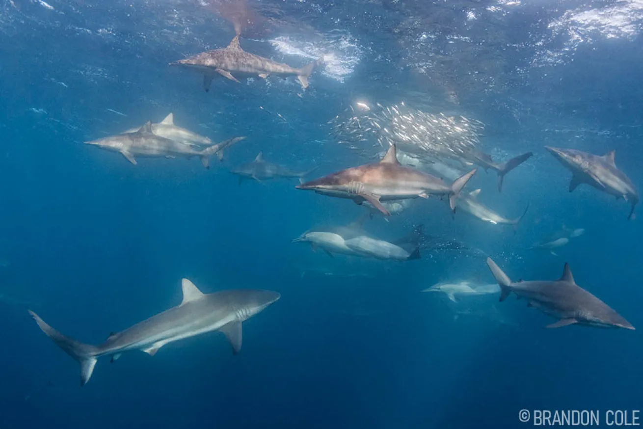 Sardine Run South Africa Blacktip Sharks