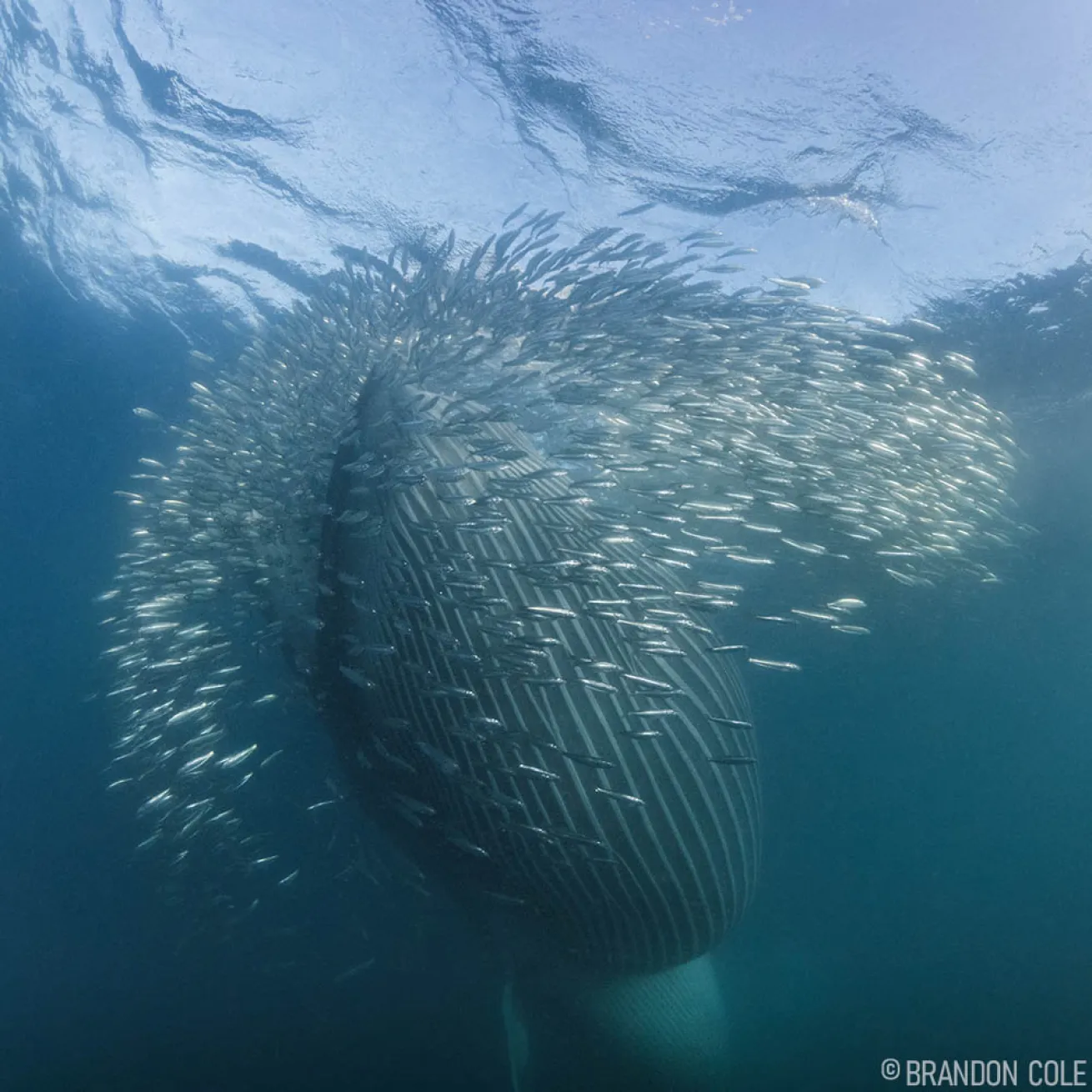 Sardine Run South Africa Bryde's Whale