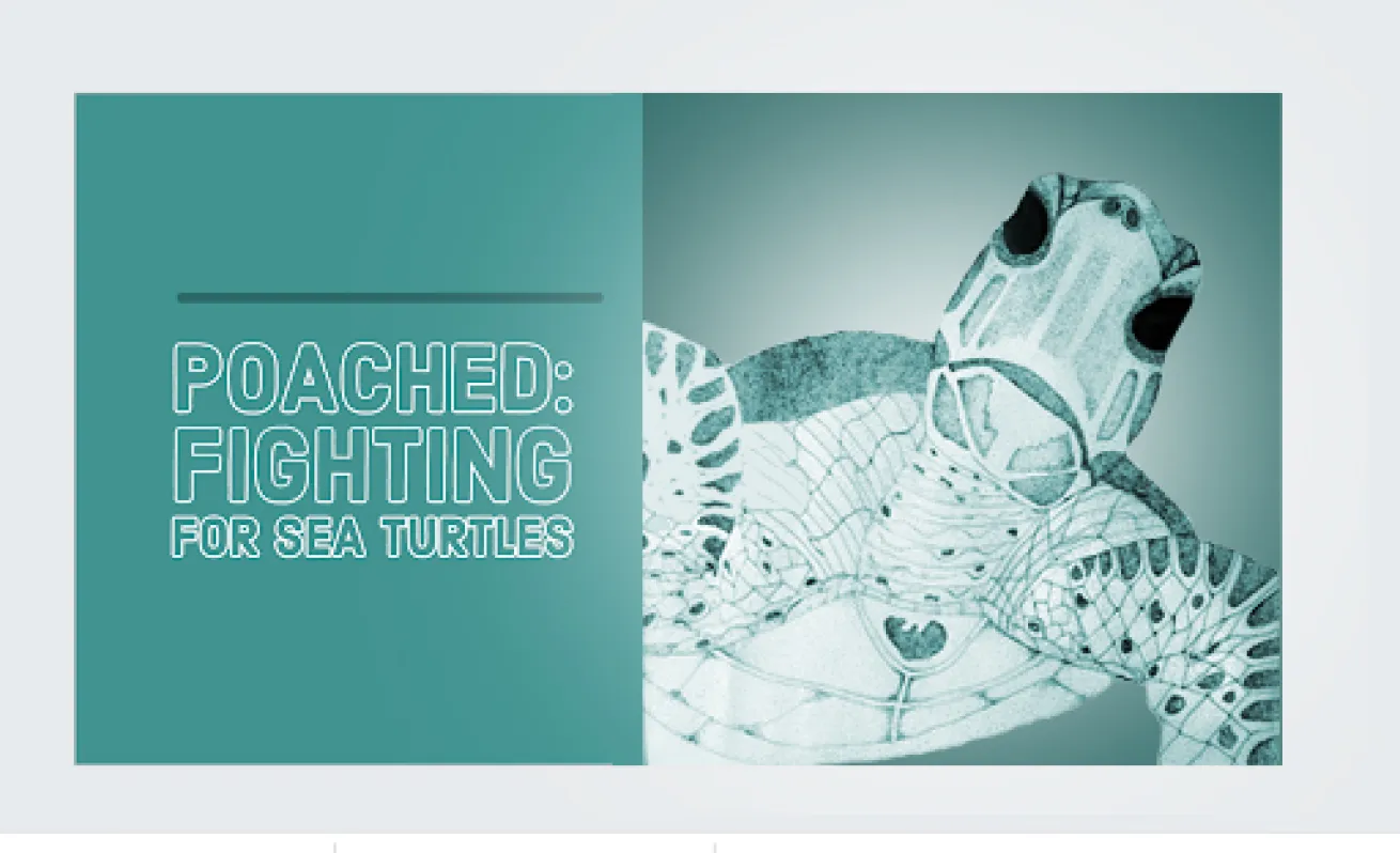 Fighting for Sea Turtles Short Story