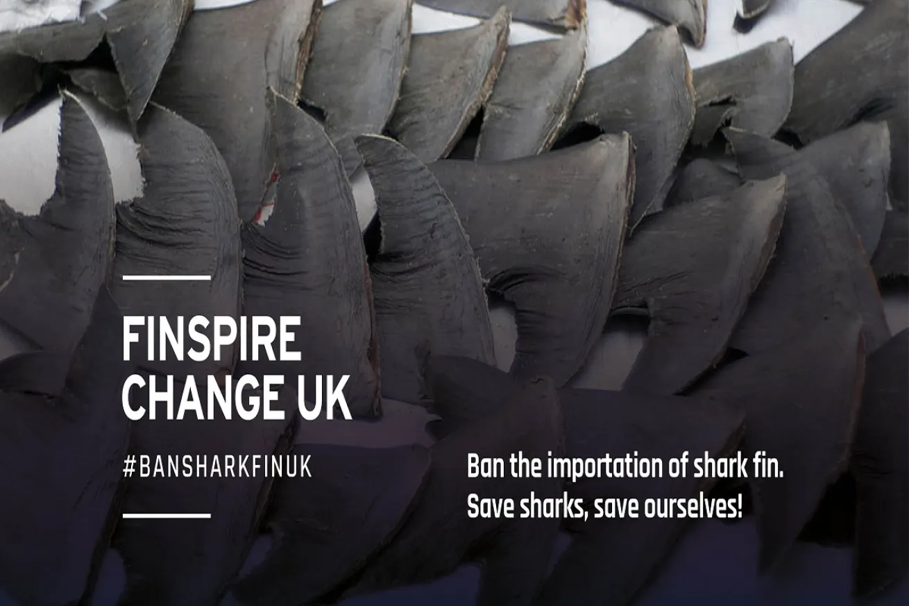 Finspire change UK advertisement from Shark Guardians