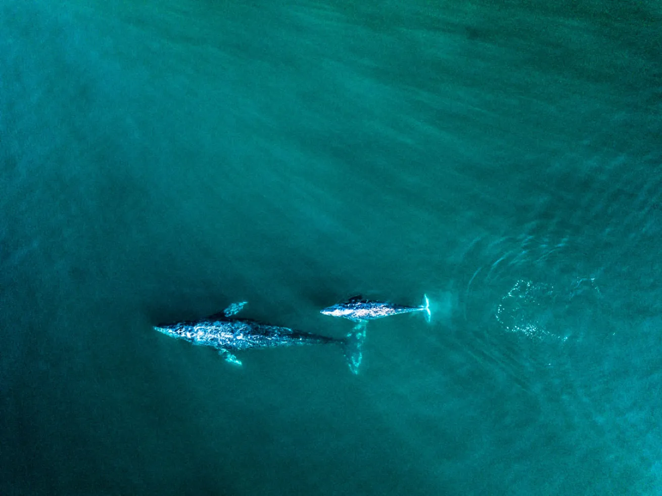 Gray Whale Migration 