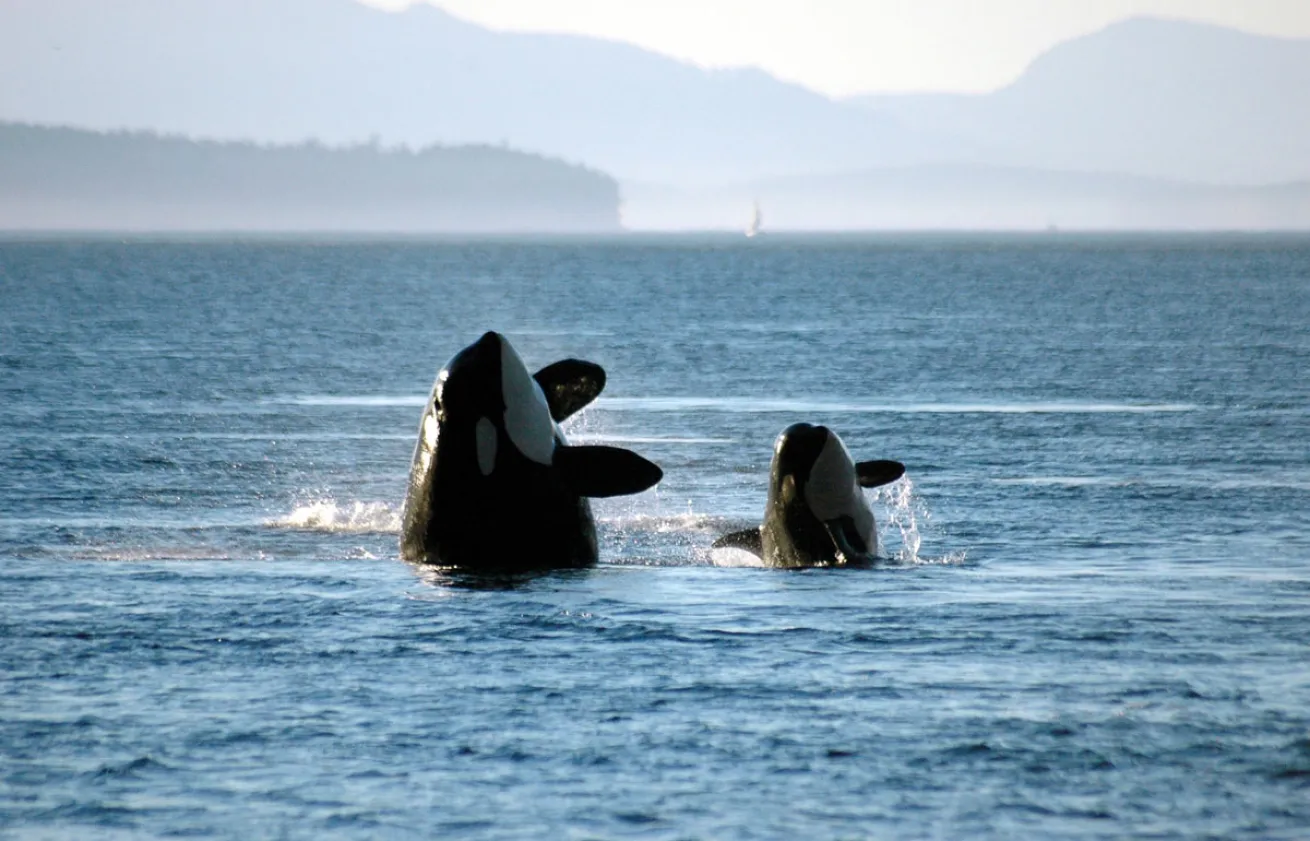Orca and Orca Calf