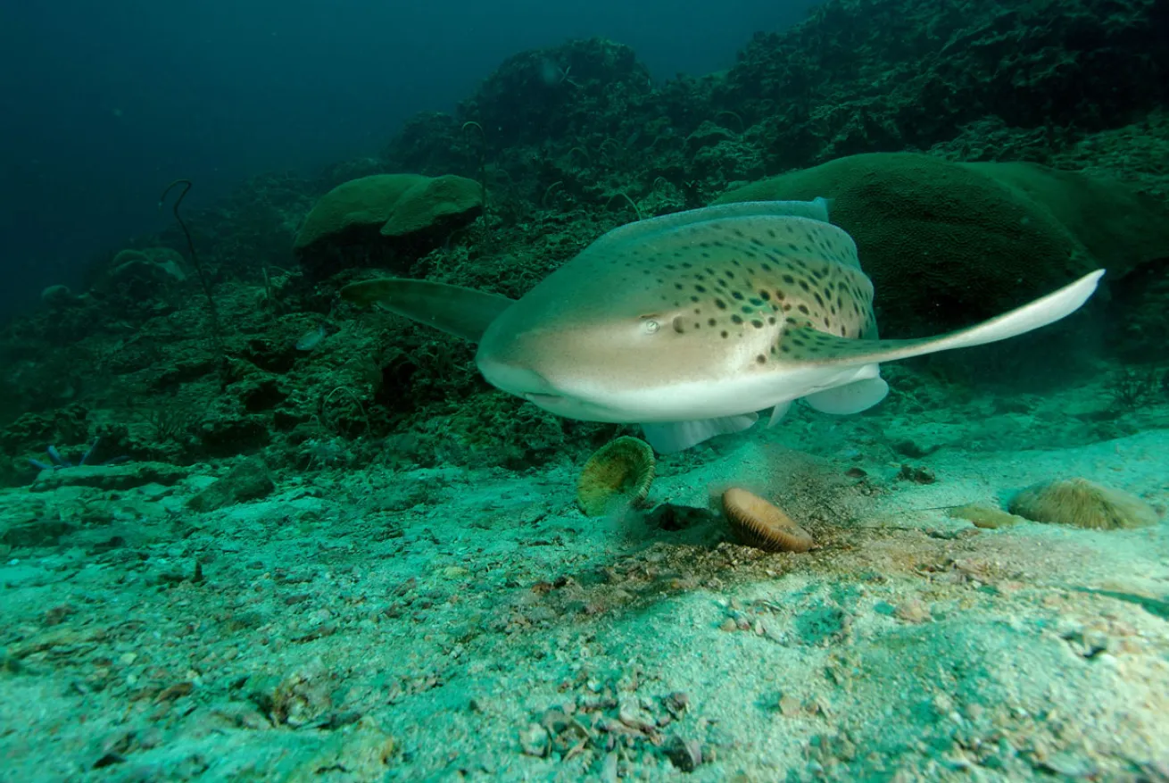Leopard Shark in Thailand