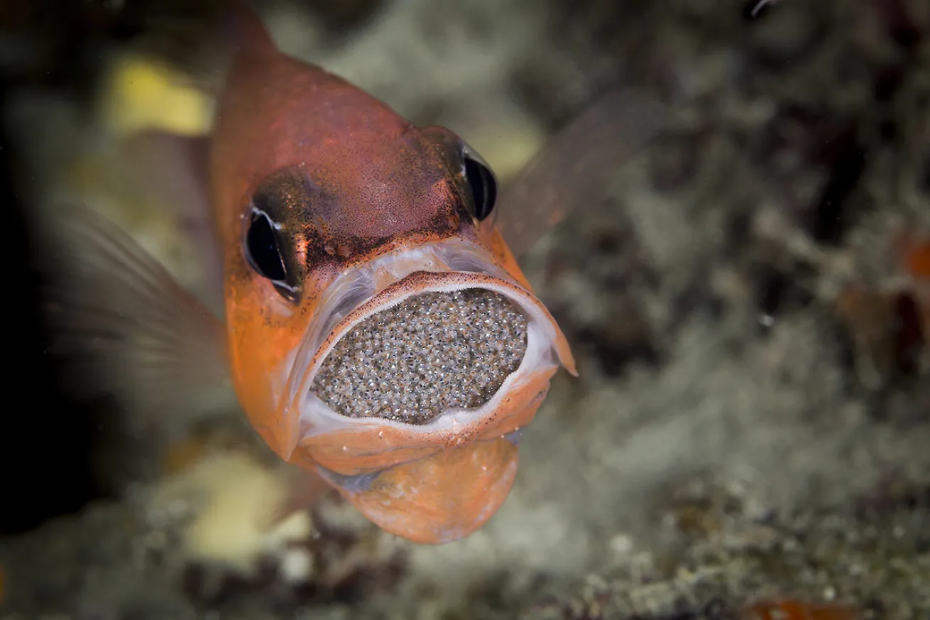 Brooding cardinalfish