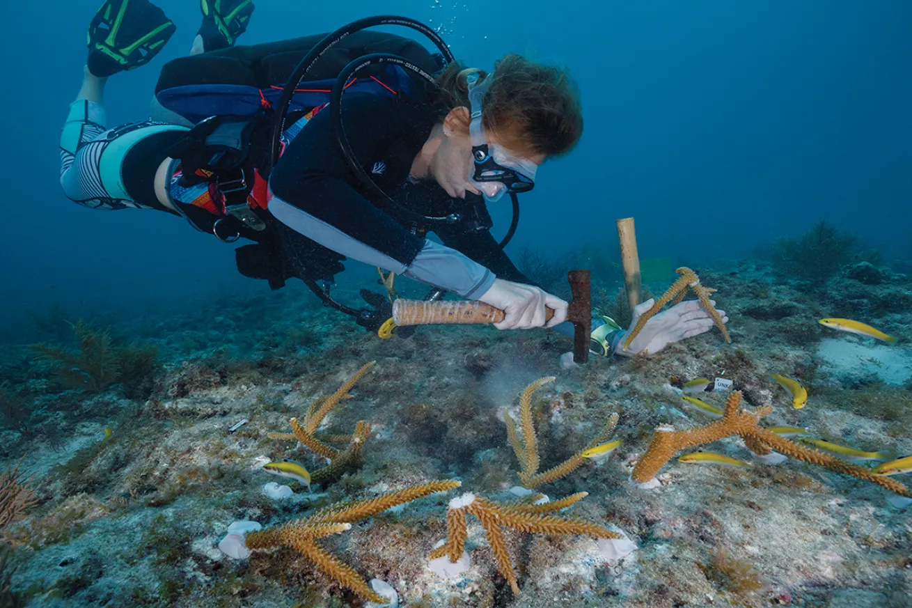 A diver attaches staghorn fragments to a shallow reef.