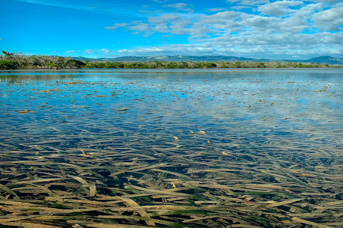 Turtle grass thrives in Jobos Bay