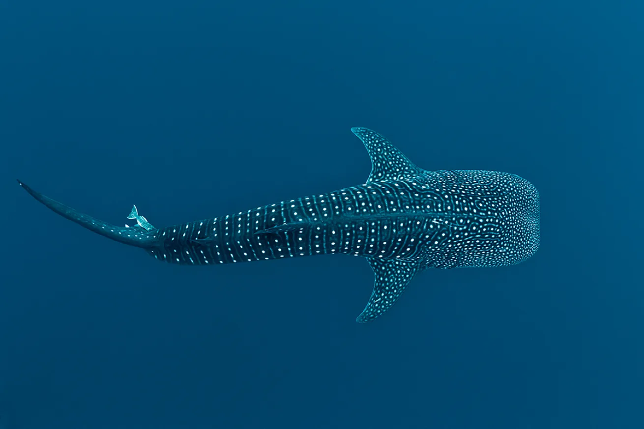 A whale shark swims through the ocean.