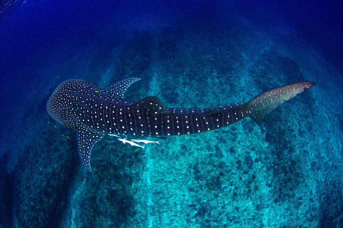 Whale Shark Ningaloo Reef