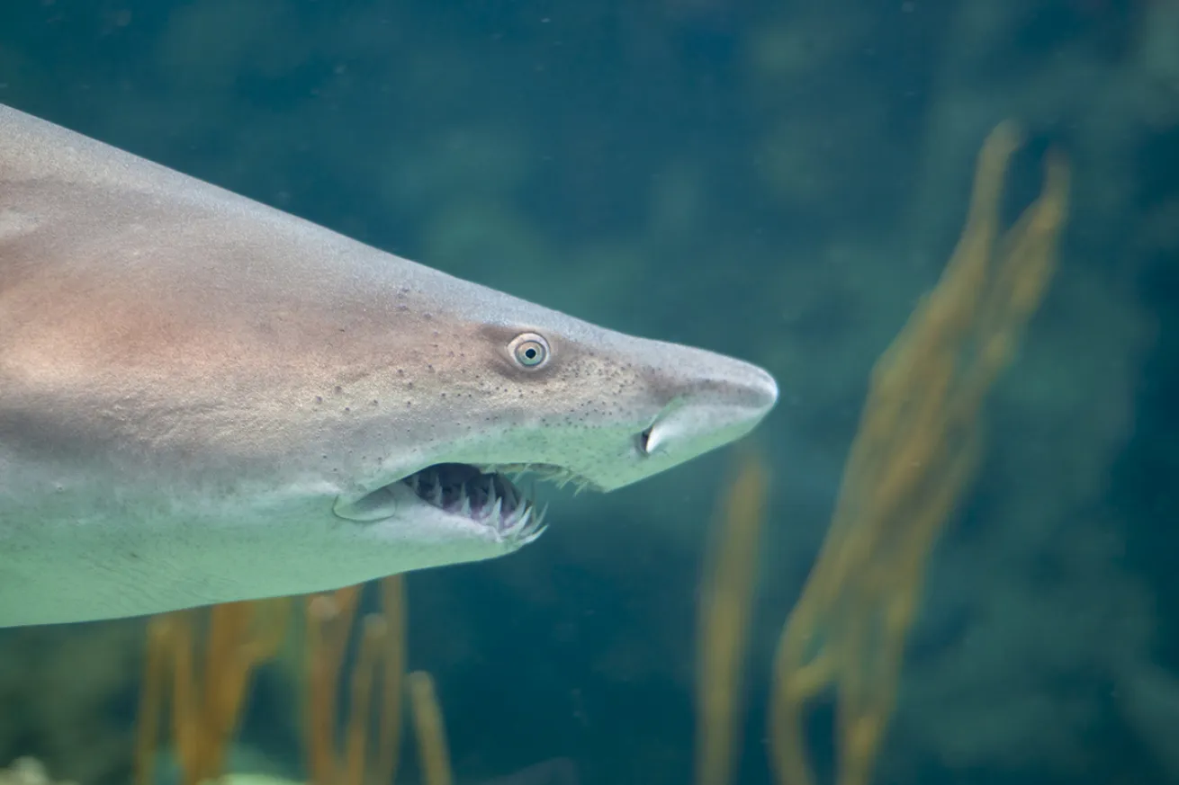 Close up shot of a lemon shark's head