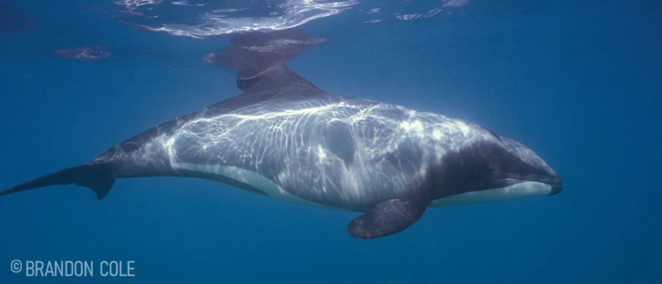 Hector's Dolphin New Zealand