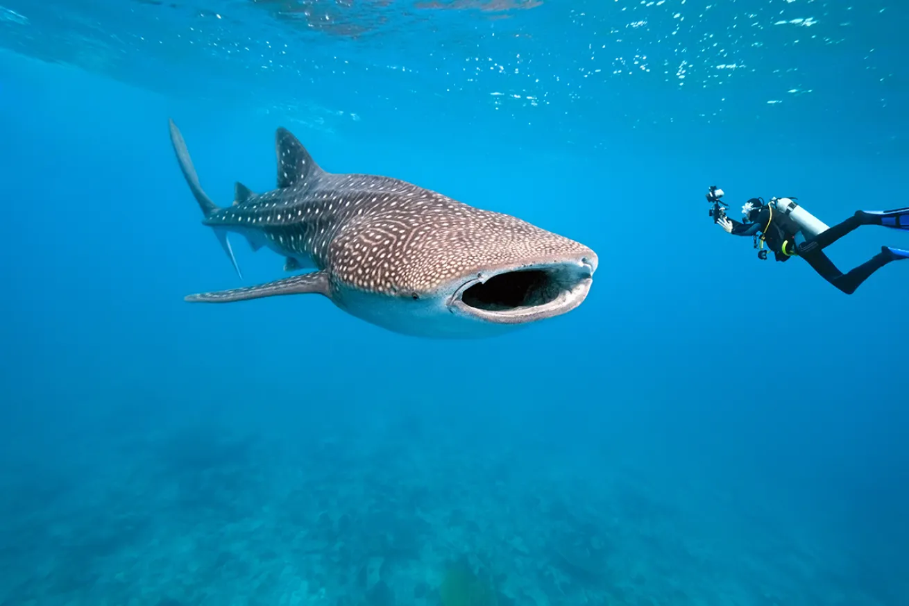 A diver photographs a whale shark.