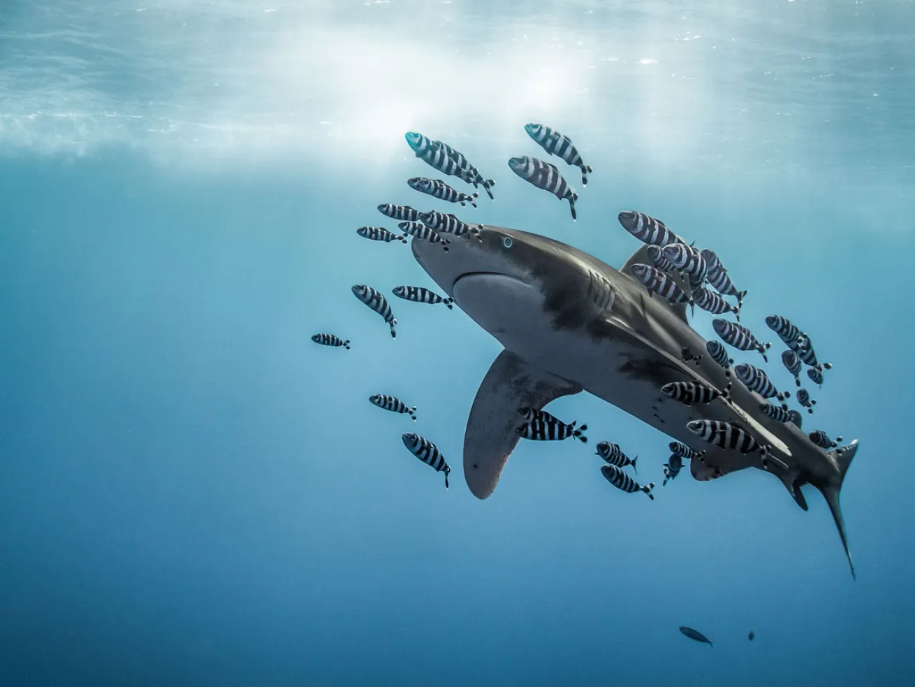 2020 Photo Contest Honorable Mention