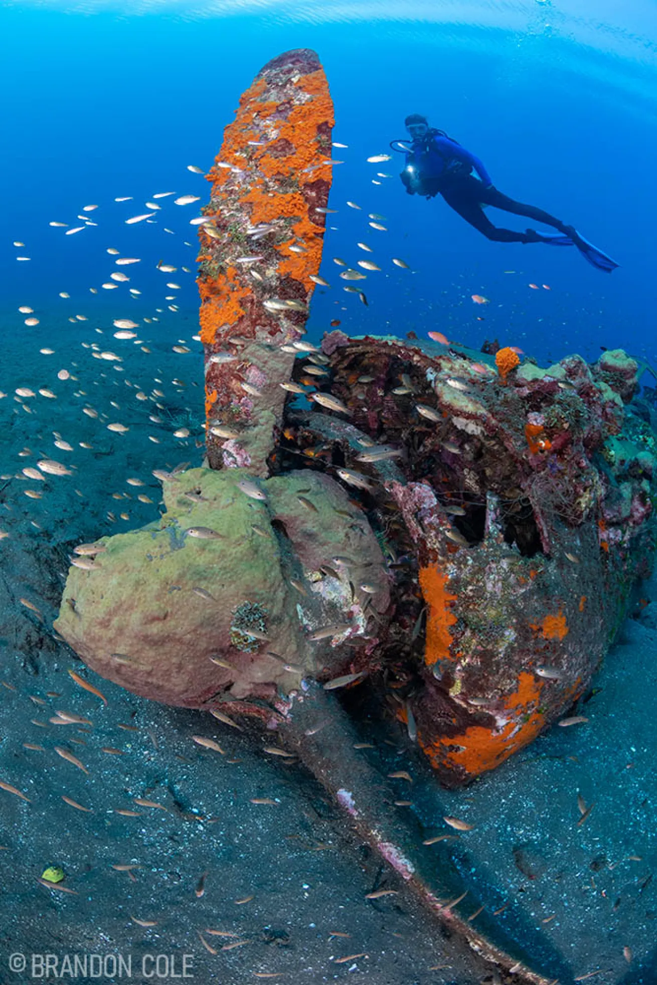 おかもとみわこ　版画　TOROPICAL Diving 26.1.18−2 Diving the Solomon Islands: Where the Past is Always Present