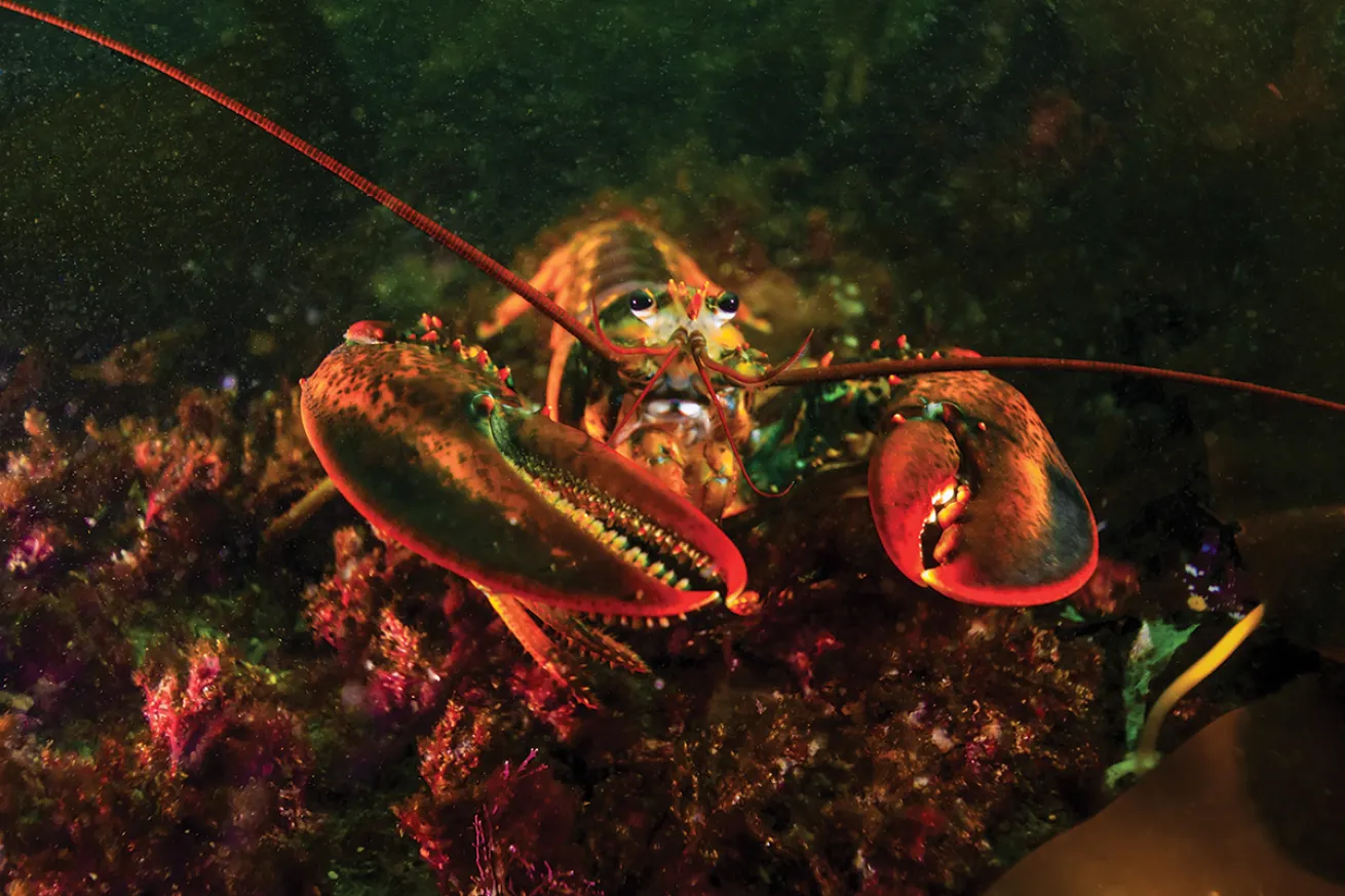 Lobster