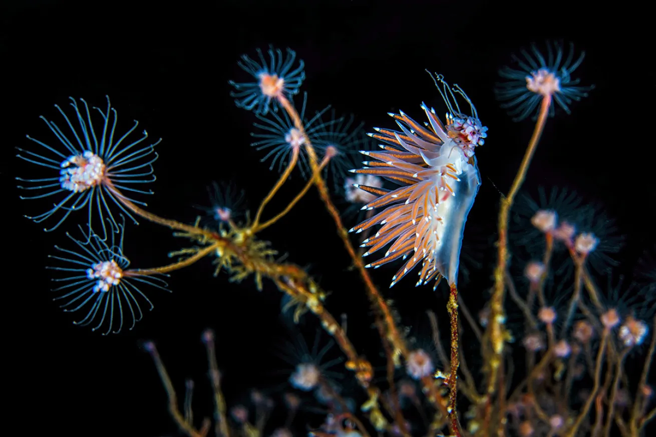 Nudibranch eating hydroids