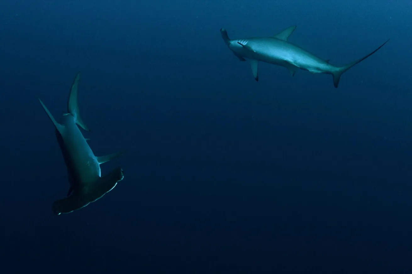 Hammerhead Sharks in Red Sea