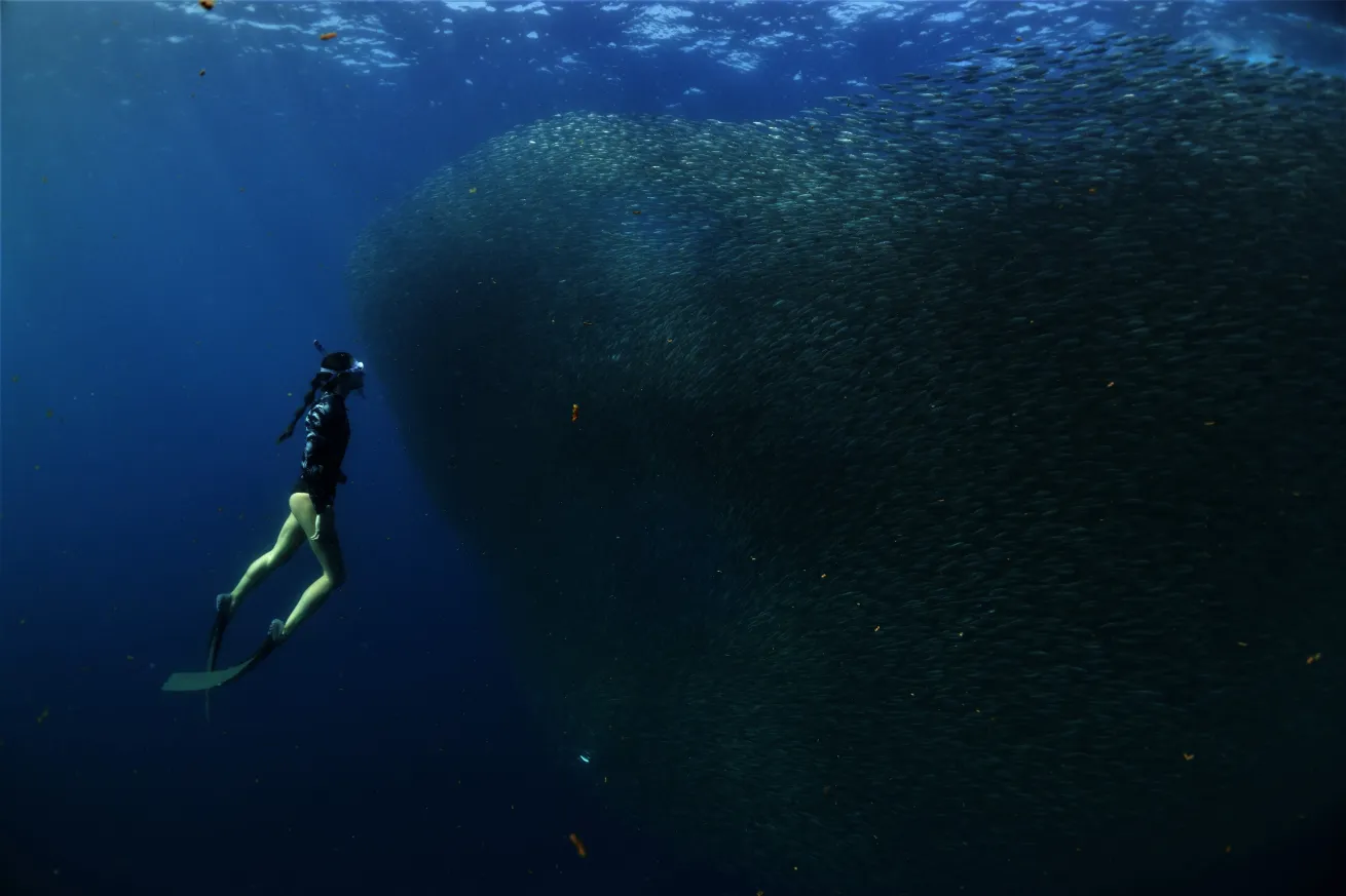 Freediver with sardine school