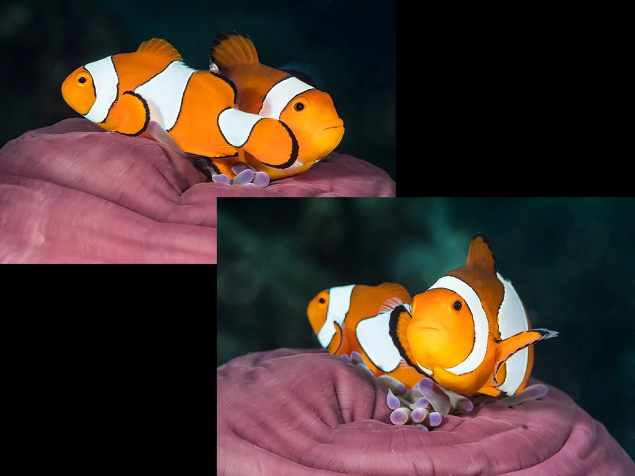 Anemonefish 