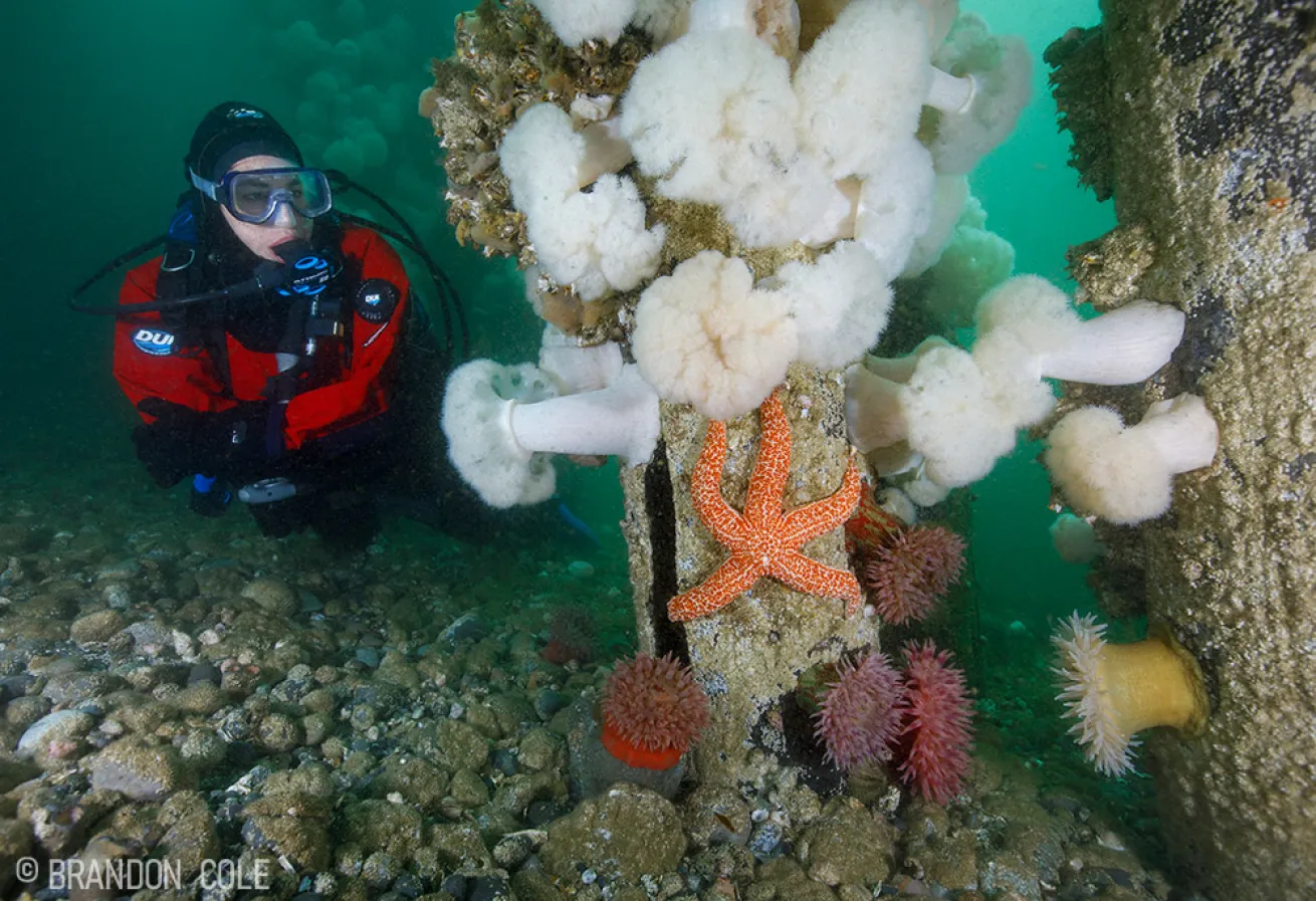 A scuba diver by pilings in Fort Casey State Park