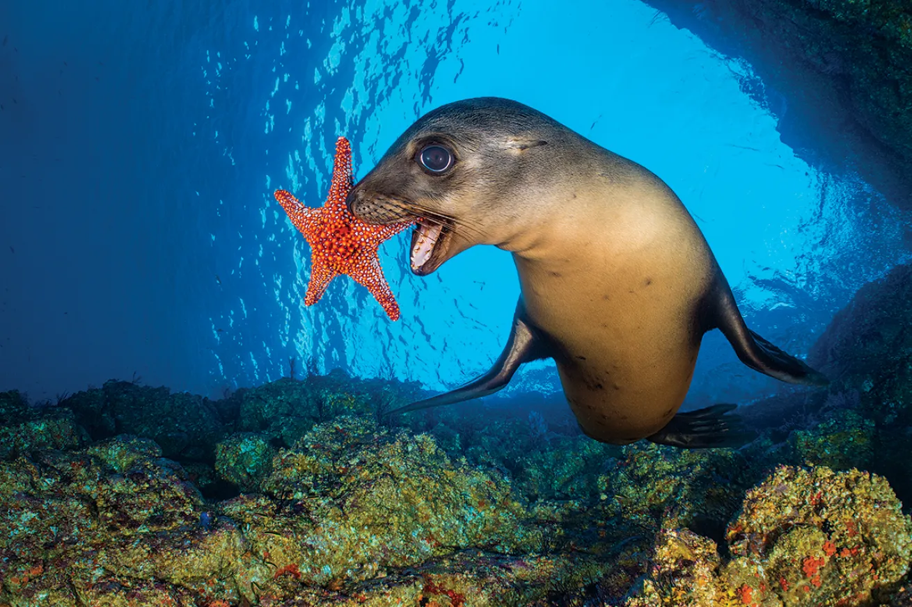 Sea lion pup plays with a starfish