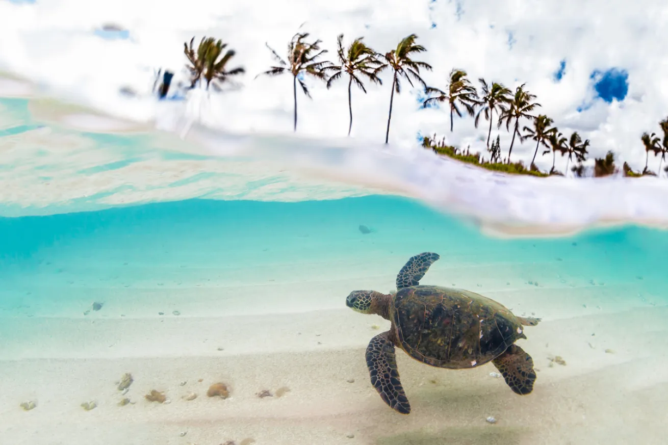 Sea Turtle in Hawaii