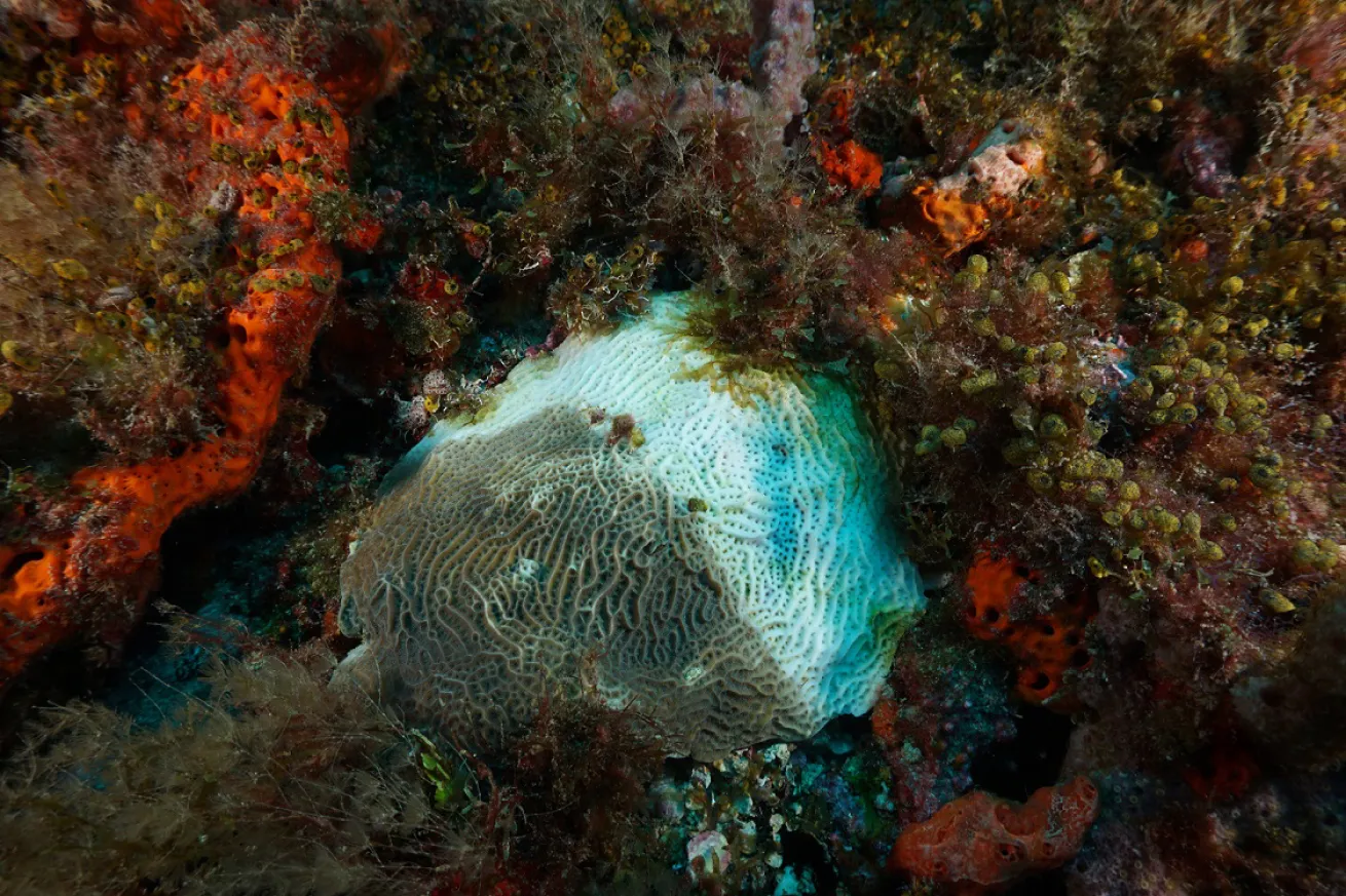 BleachWatch Coral Photo Submission 