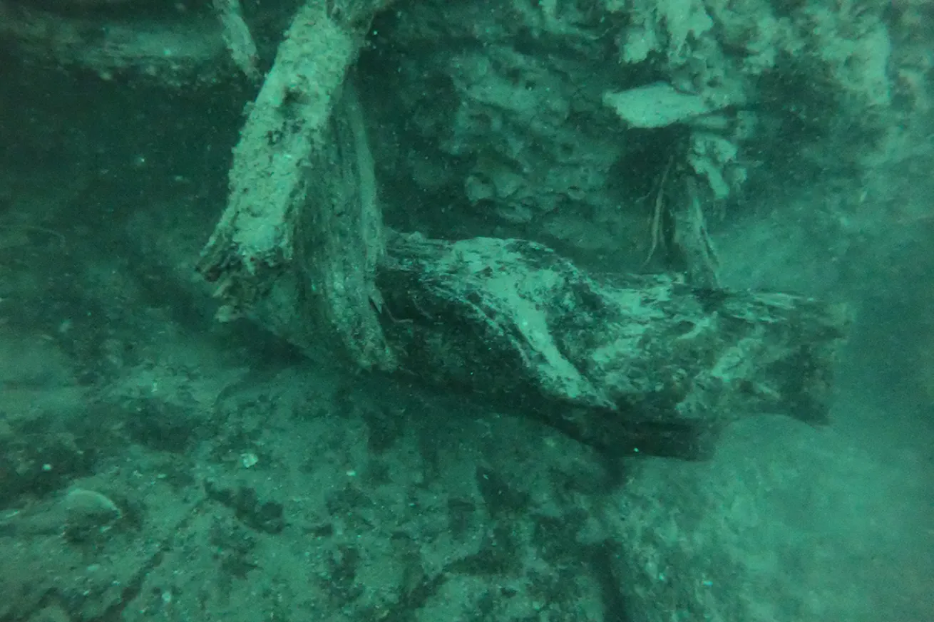 Sunken forest log