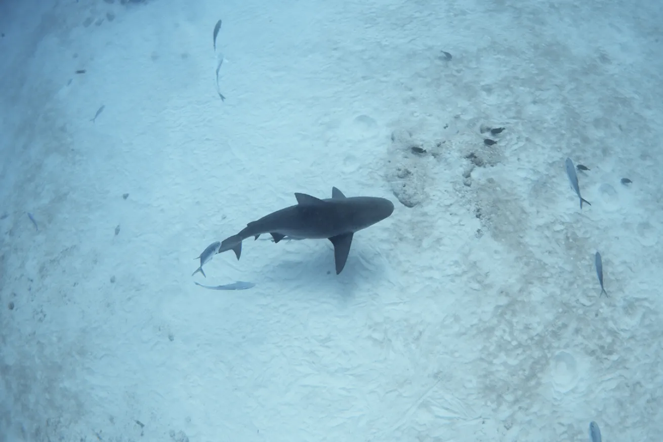 A lone bull shark swims above the seabed. 