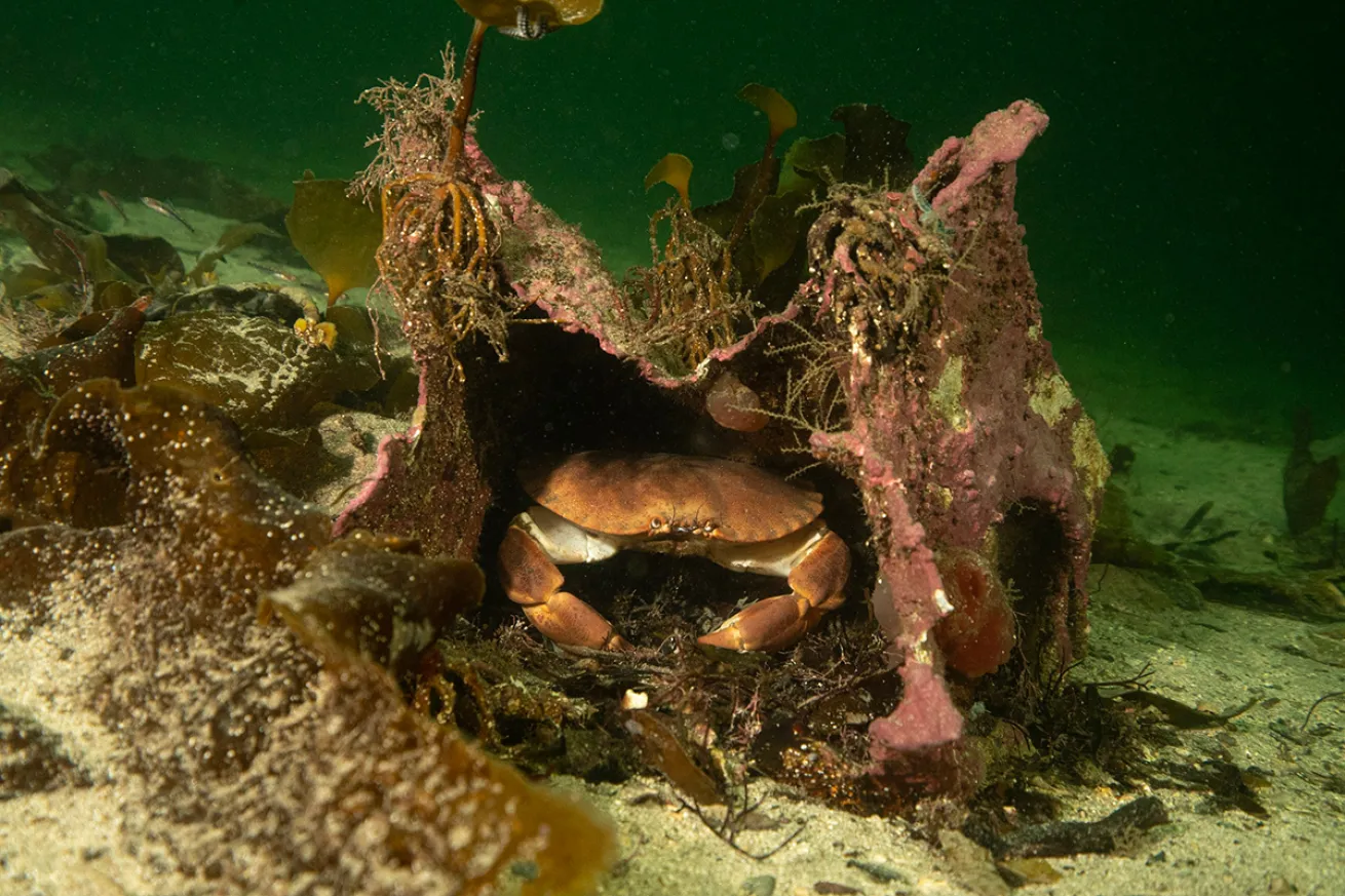 A crab in shipwreckage