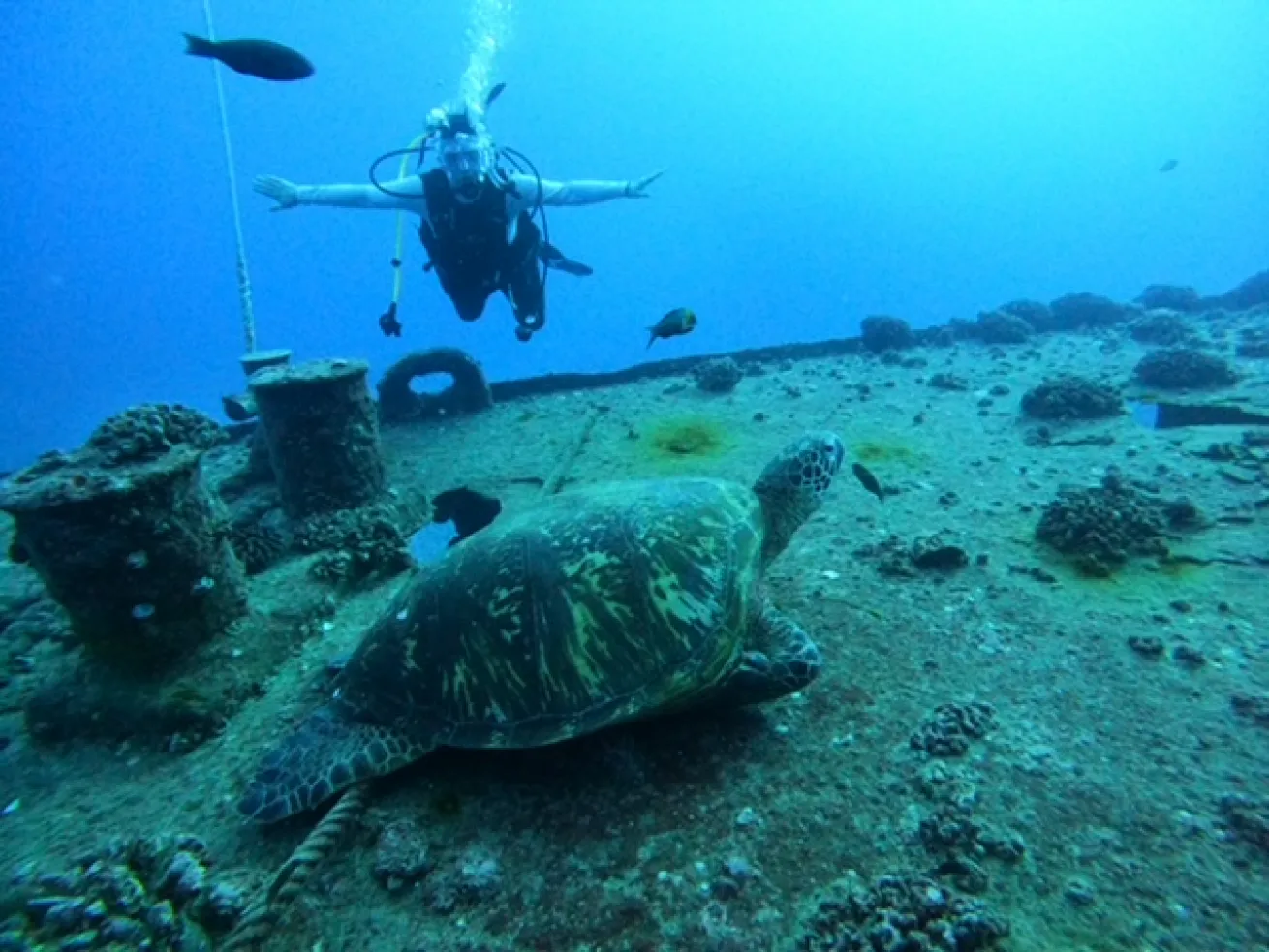 Diver hovers over a wreck with a sea turtle in the foreground.