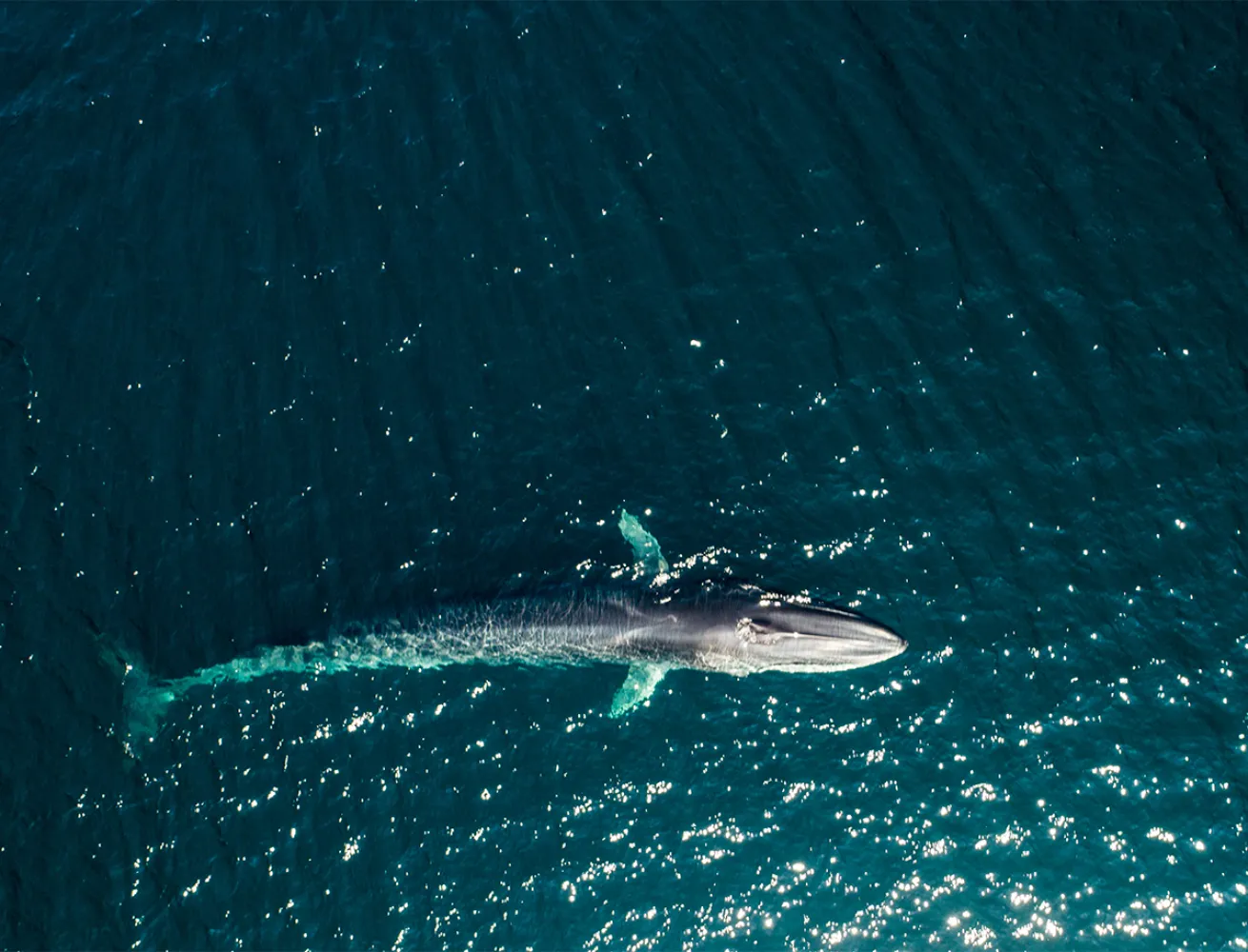 Aerial shot of fin whale surfacing
