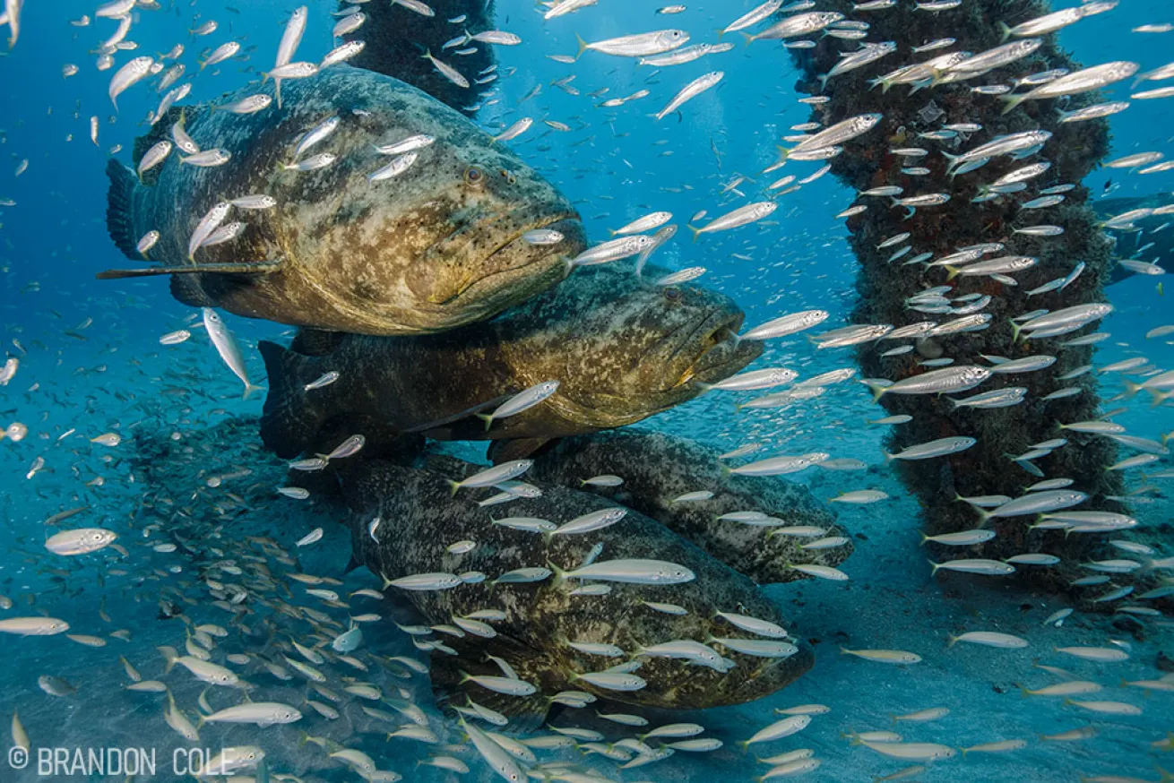 Goliath Grouper in Florida