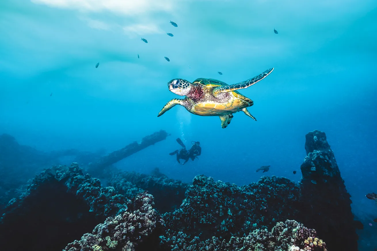 Sea turtle
