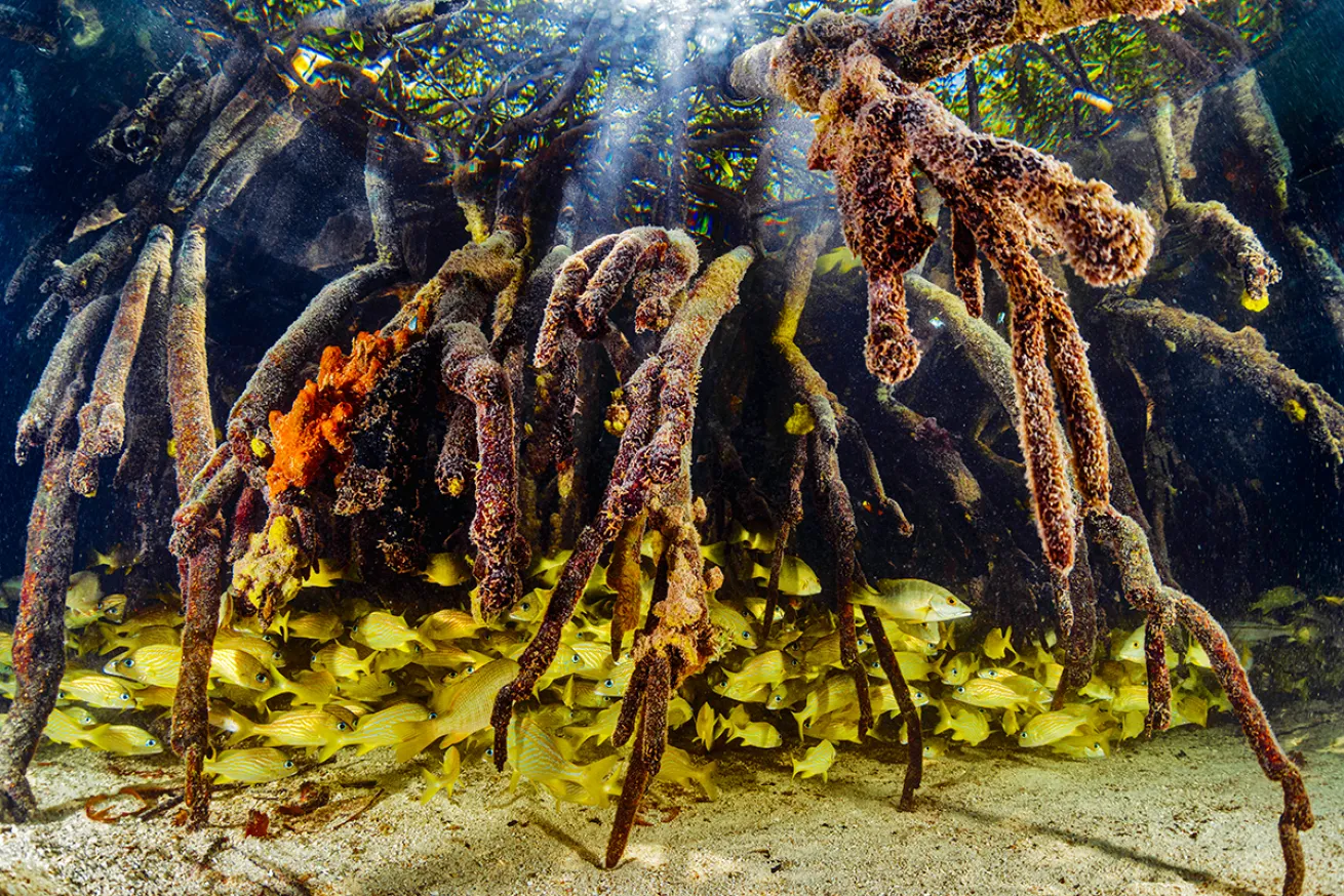 Fish between mangrove roots