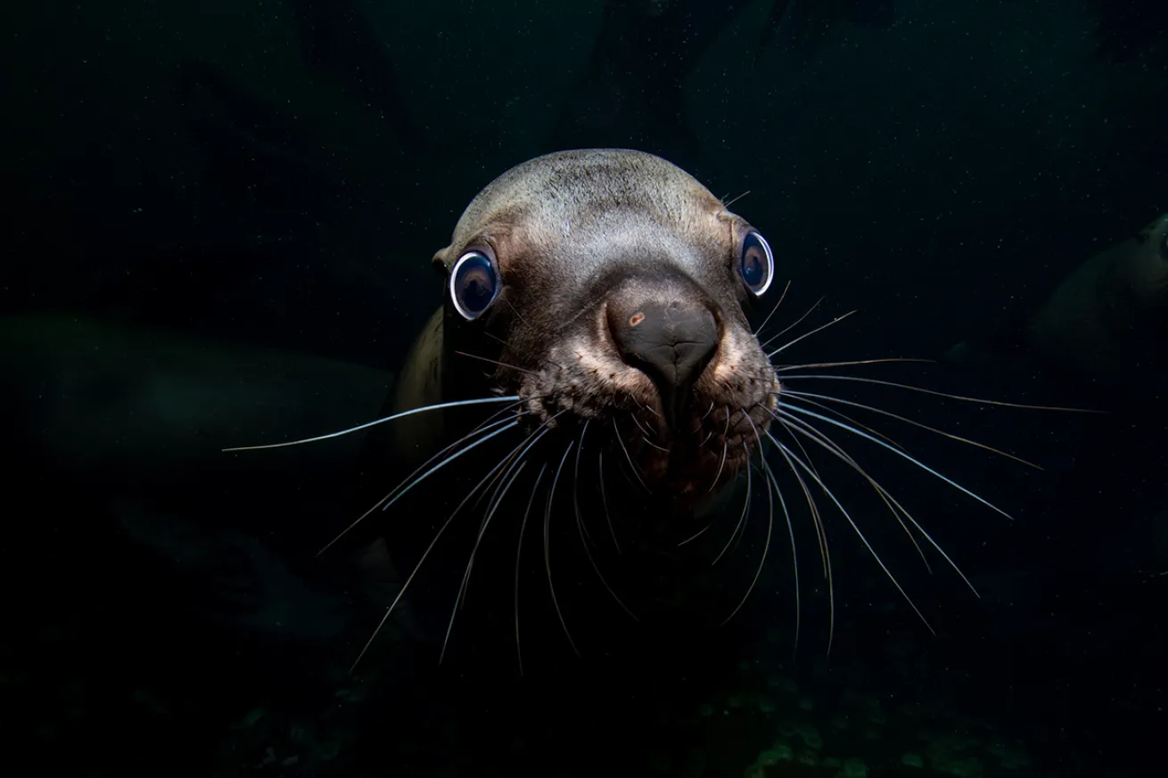 Close up of a sea lion's face
