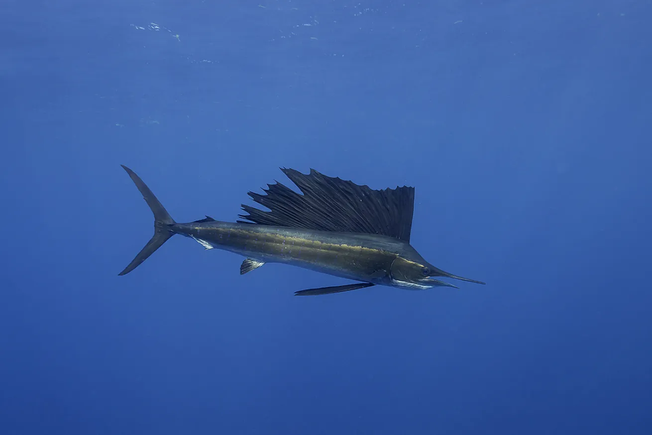 Sailfish